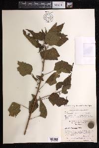 Acalypha fruticosa image