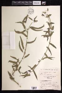 Acalypha brachiata image