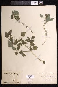 Acalypha brachystachya image