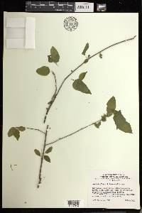 Acalypha filipes image