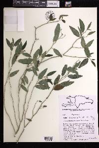 Bernardia tenuifolia image