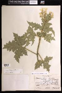 Cnidoscolus texanus image