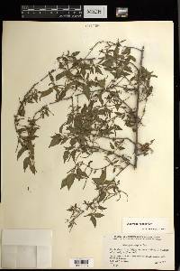 Acalypha vagans image