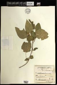 Acalypha lovelandii image