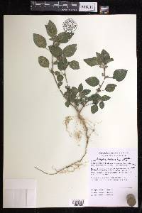 Acalypha arvensis image