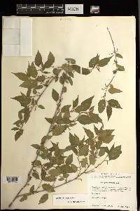 Acalypha vagans image