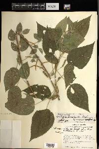 Acalypha lovelandii image