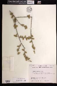 Bernardia spongiosa image