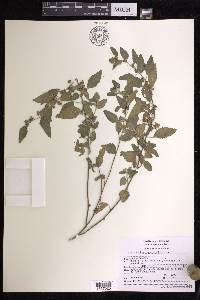 Acalypha brevicaulis image