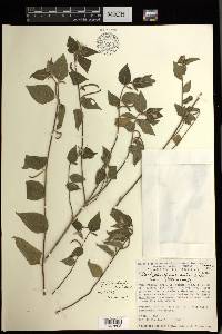 Acalypha lovelandii image