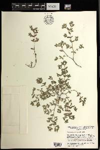 Euphorbia feddemae image