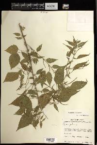 Acalypha vagans image