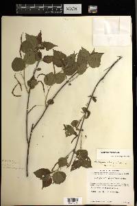 Acalypha vagans image