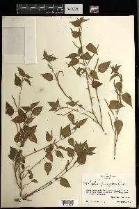 Acalypha vagans image