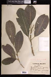 Claoxylon sandwicense image