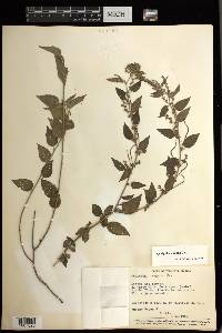 Acalypha vagans image