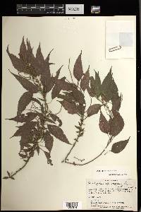 Acalypha vagans image