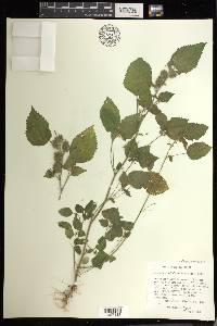 Acalypha pseudalopecuroides image