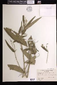 Caperonia castaneifolia image