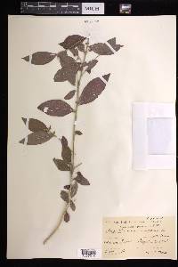 Argythamnia candicans image