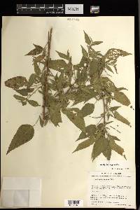 Acalypha vagans image