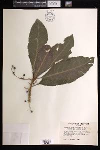 Claoxylon sandwicense image