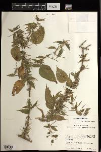 Acalypha vagans image