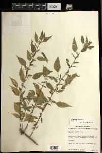 Acalypha vagans image