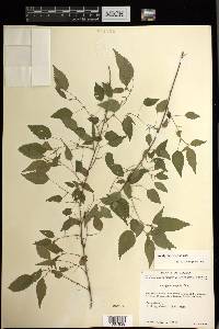 Acalypha vagans image