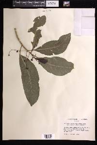 Claoxylon sandwicense image