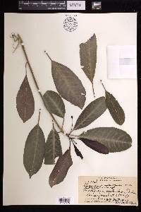 Claoxylon sandwicense image