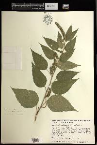 Acalypha lovelandii image