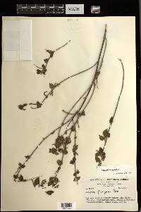 Acalypha vagans image