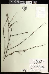 Acalypha filipes image