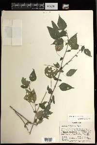 Acalypha vagans image