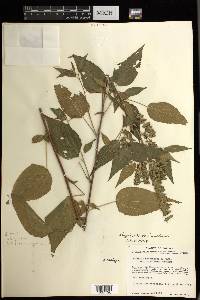 Acalypha lovelandii image