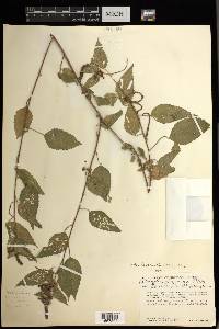 Acalypha lovelandii image