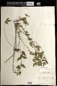 Acalypha vagans image