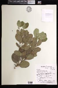 Dendrocousinsia spicata image