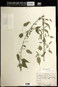 Acalypha vagans image