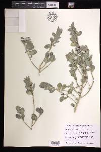 Argythamnia candicans image