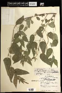 Acalypha lovelandii image