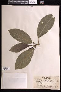 Claoxylon sandwicense image