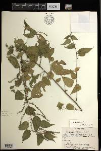 Acalypha vagans image