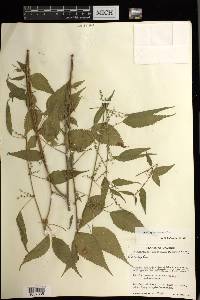 Acalypha vagans image