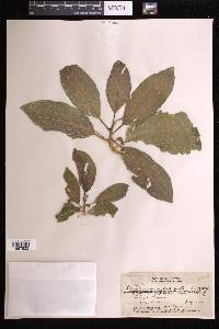 Claoxylon sandwicense image