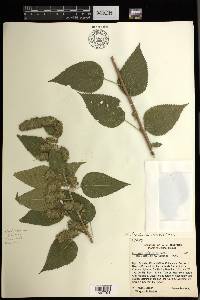 Acalypha lovelandii image