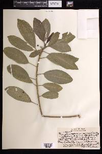 Claoxylon sandwicense image