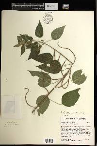 Acalypha lovelandii image