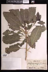 Claoxylon sandwicense image